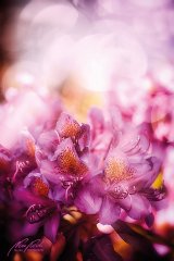 Fn12068805-Rhododendronblüten im Licht